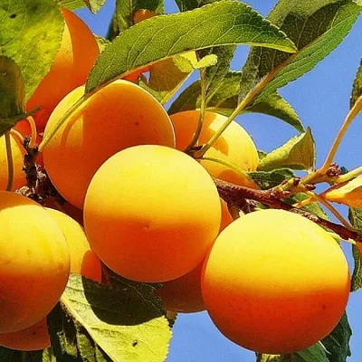 Желтая Желтая в Тольятти