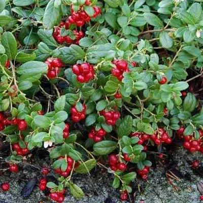 Брусника ЭРТЕЗЕГЕН  Брусника ЭРТЕЗЕГЕН в Тольятти