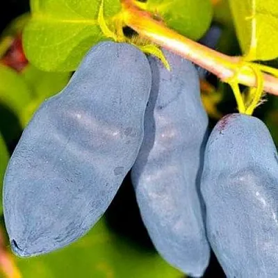 Жимолость съедобная ДЛИННОПЛОДНАЯ  Жимолость съедобная ДЛИННОПЛОДНАЯ в Тольятти