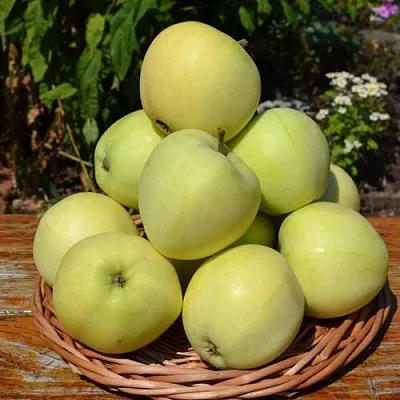 Яблоня ПАПИРОВКА  Яблоня ПАПИРОВКА в Тольятти