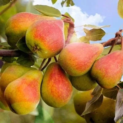 Груша ЗАБАВА  Груша ЗАБАВА в Тольятти