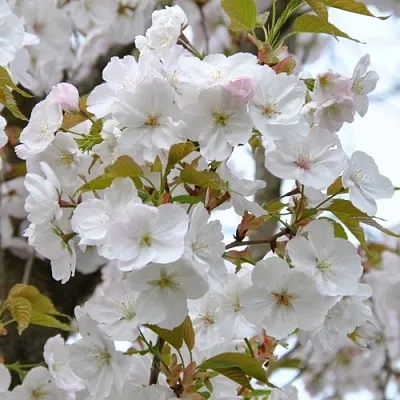 Сакура САНСЕТ БУЛЕВАРД  Сакура САНСЕТ БУЛЕВАРД в Тольятти