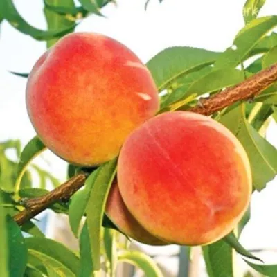 Персик ОНТАРИО в Тольятти