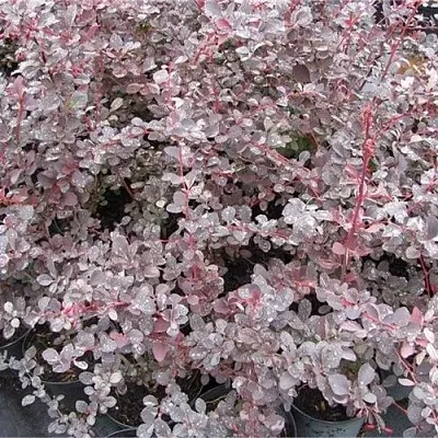 Барбарис СИЛЬВЕР МИЛЕС оттавский   Барбарис СИЛЬВЕР МИЛЕС оттавский  в Тольятти