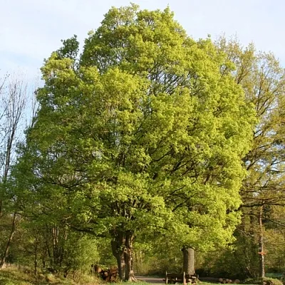 Клен полевой  Клен полевой в Тольятти