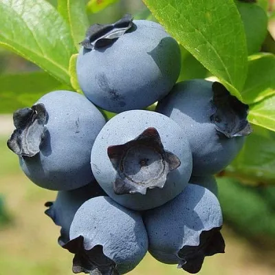 Сладкие сорта Сладкие сорта в Тольятти