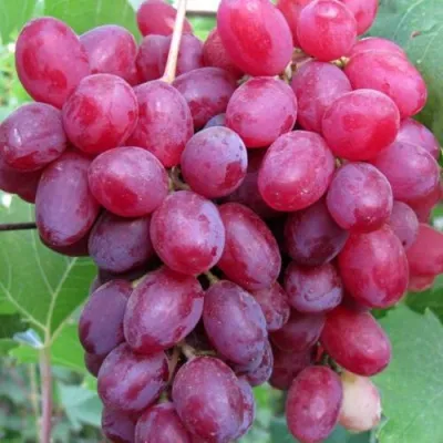 Виноград КИШМИШ ВЕЛЕС в Тольятти