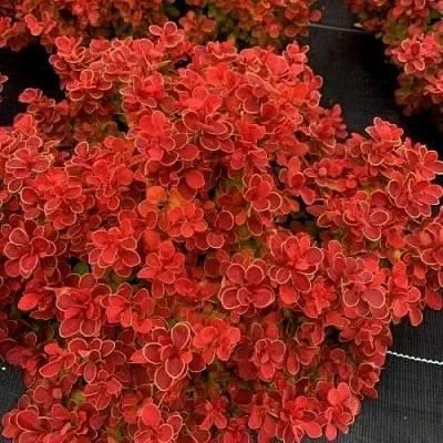 Барбарис РЕД ХОТ ЧИЛИ тунберга  Барбарис РЕД ХОТ ЧИЛИ тунберга в Тольятти