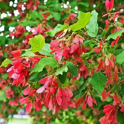 Клен татарский  Клен татарский в Тольятти