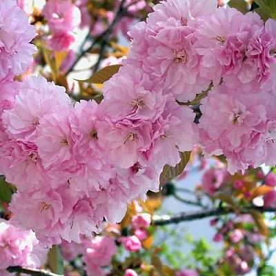 Сакура ОШИДАРЕ  Сакура ОШИДАРЕ в Тольятти