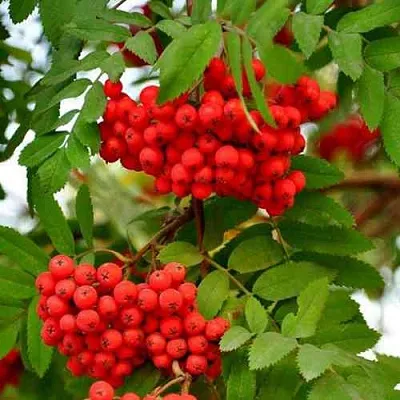 Рябина ОБЫКНОВЕННАЯ  Рябина ОБЫКНОВЕННАЯ в Тольятти