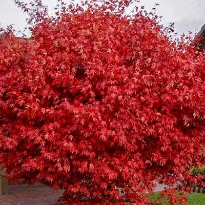 Клен гиннала   Клен гиннала  в Тольятти