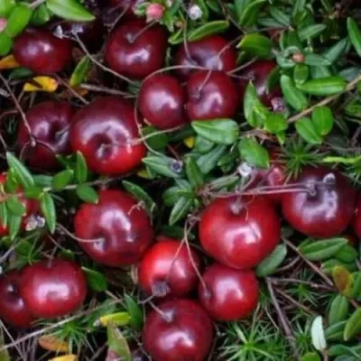 Клюква БЕН ЛИР в Тольятти