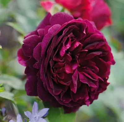 Саженцы роз МАНСТЕД ВУД английская  Саженцы роз МАНСТЕД ВУД английская в Тольятти