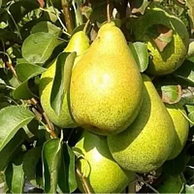 Груша ПАТЕН (ГЛУБОКСКАЯ)  Груша ПАТЕН (ГЛУБОКСКАЯ) в Тольятти