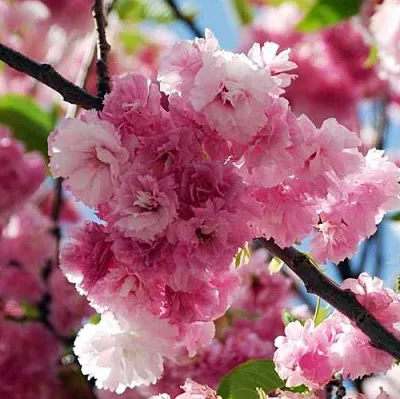 Сакура ПИНК ПЕРФЕКШН  Сакура ПИНК ПЕРФЕКШН в Тольятти