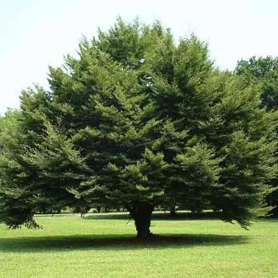 Бук обыкновенный  Бук обыкновенный в Тольятти