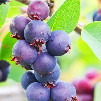 Ирга СМОУКИ в Тольятти