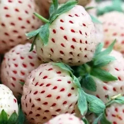 Клубника АНАНАСА ремонтантная в Тольятти