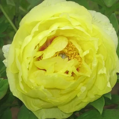 Пион ЗОЛОТО ПОДНЕБЕСНОЙ древовидный в Тольятти