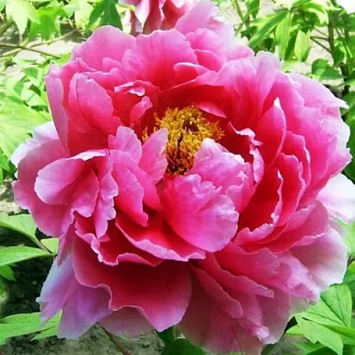 Пион ВОСХОД СОЛНЦА древовидный в Тольятти