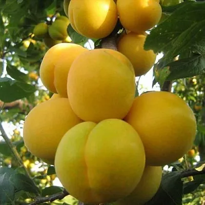 Слива ЛОДВА  Слива ЛОДВА в Тольятти