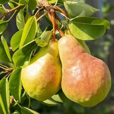 Летние сорта  Летние сорта в Тольятти