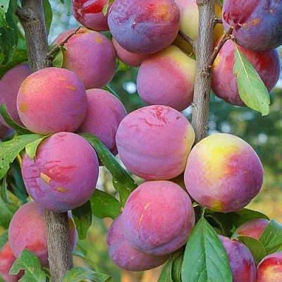 Слива КОЛОННОВИДНАЯ в Тольятти