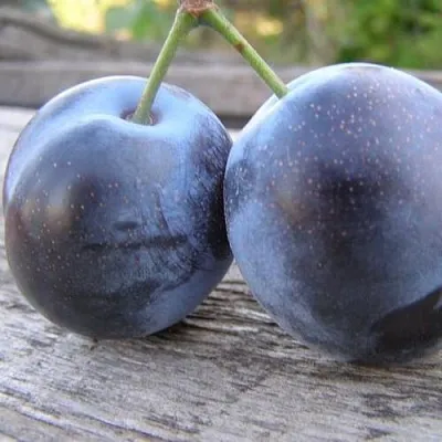 Слива БЛЮФРИ в Тольятти