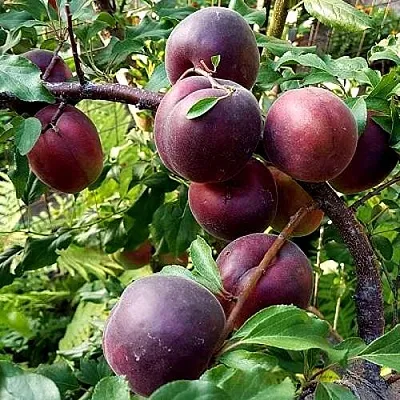 Шарафуга БЕЛЛА РОЯЛЬ в Тольятти