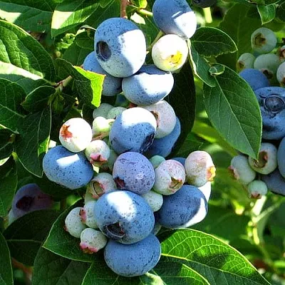 Голубика ВЕЙМУТ в Тольятти