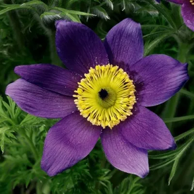 Прострел ПИНВИЛ БЛЮ ШЕЙДЕС в Тольятти