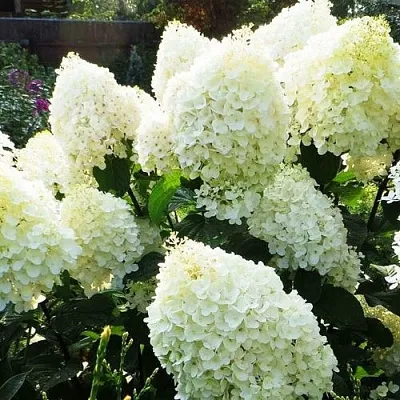 Гортензия СИЛЬВЕР ДОЛЛАР метельчатая в Тольятти