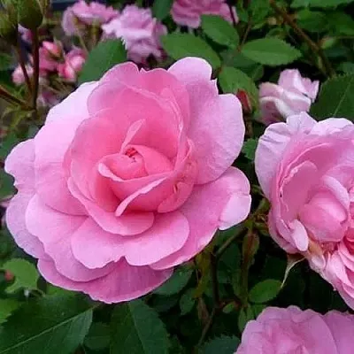 Саженцы роз ДЖОН ДЭВИС плетистая  Саженцы роз ДЖОН ДЭВИС плетистая в Тольятти