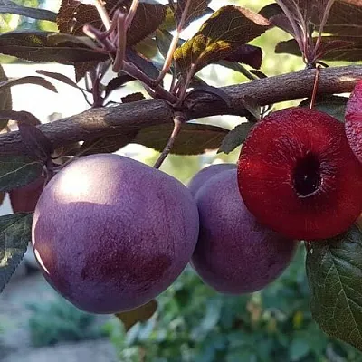 Слива ПАННА   Слива ПАННА  в Тольятти