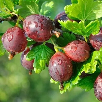 Крыжовник СЕРЕНАДА  Крыжовник СЕРЕНАДА в Тольятти