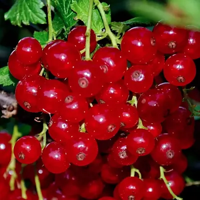 Смородина красная СЕРПАНТИН  Смородина красная СЕРПАНТИН в Тольятти