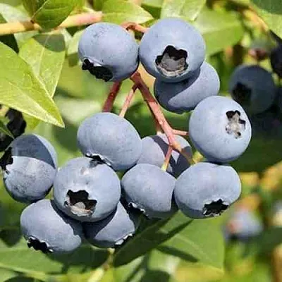 Голубика КРОЭТЭН в Тольятти