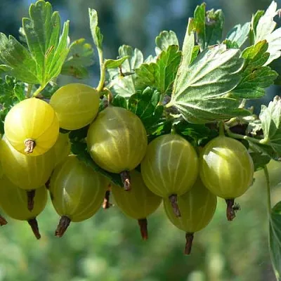 Крыжовник ЮБИЛЕЙНЫЙ  Крыжовник ЮБИЛЕЙНЫЙ в Тольятти