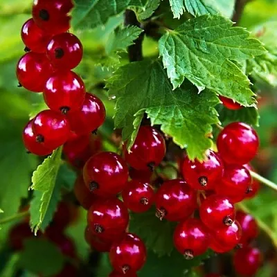 Смородина красная РОЛАН  Смородина красная РОЛАН в Тольятти