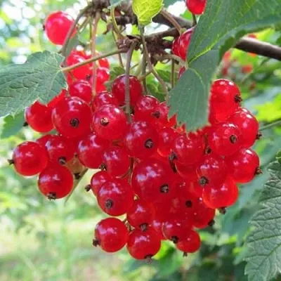 Смородина красная КРАСНАЯ АНДРЕЙЧЕНКО  Смородина красная КРАСНАЯ АНДРЕЙЧЕНКО в Тольятти