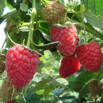 Малина КОЛОКОЛЬЧИК  Малина КОЛОКОЛЬЧИК в Тольятти