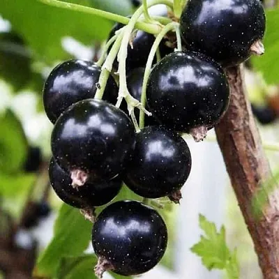 Смородина чёрная ДЕЛИКАТЕСНАЯ в Тольятти