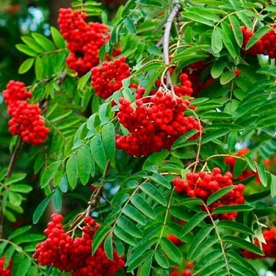 Рябина ПЛАКУЧАЯ сладкоплодная  Рябина ПЛАКУЧАЯ сладкоплодная в Тольятти