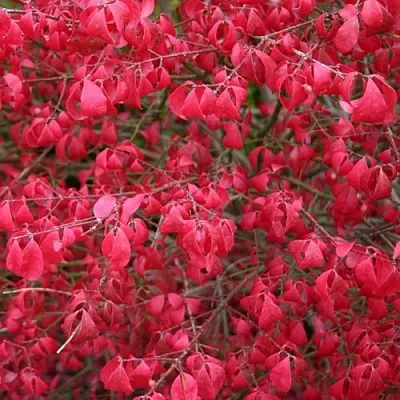 Бересклет КОМПАКТУС  в Тольятти