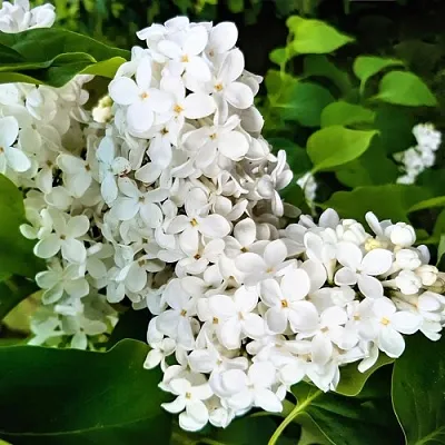 Сирень МАЛЕНЬКИЙ ПРИНЦ  Сирень МАЛЕНЬКИЙ ПРИНЦ в Тольятти