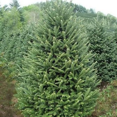 Пихта ФРАЗЕРА  Пихта ФРАЗЕРА в Тольятти