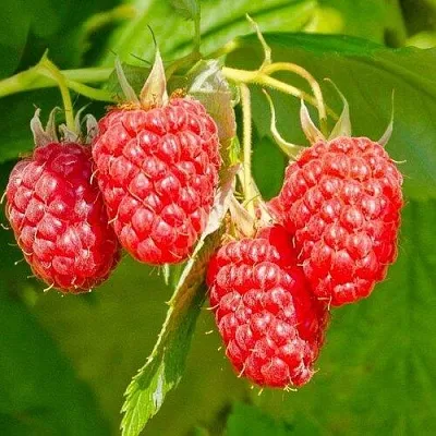 Малина ИЗОБИЛЬНАЯ  Малина ИЗОБИЛЬНАЯ в Тольятти