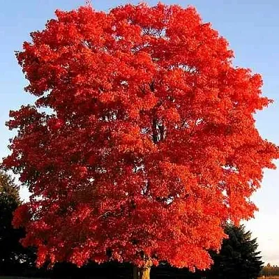 Дуб красный   Дуб красный  в Тольятти