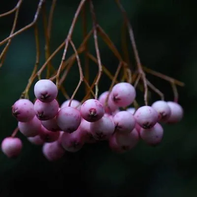 Рябина ПЕКИНСКАЯ сладкоплодная  Рябина ПЕКИНСКАЯ сладкоплодная в Тольятти